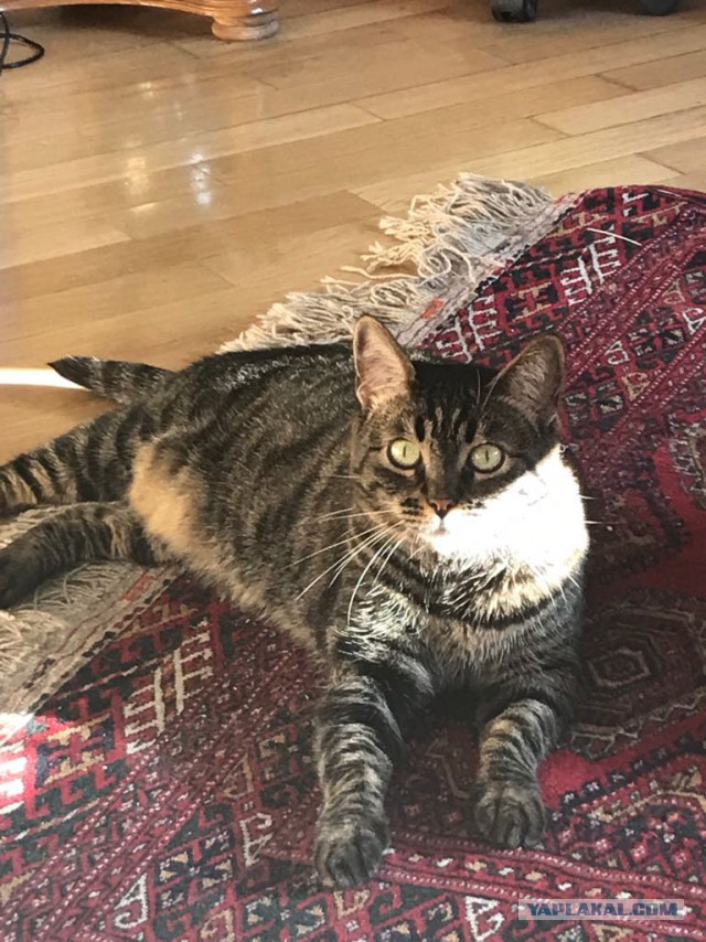 Котовторник 07.08.2018