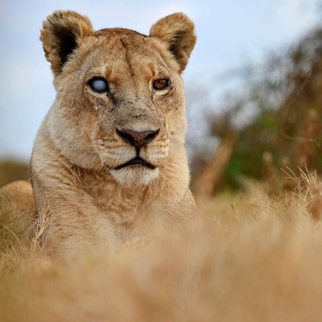 Дикая Африка–остров, где львы охотятся только днем