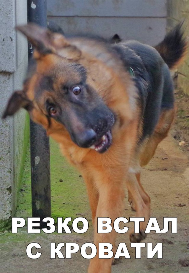 Милые животные. Мимиметр сломался