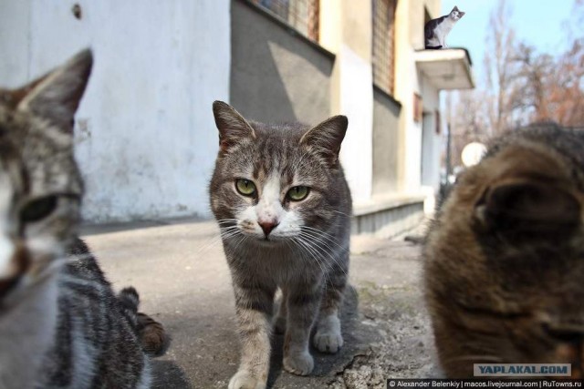 Кошачье городское поселение