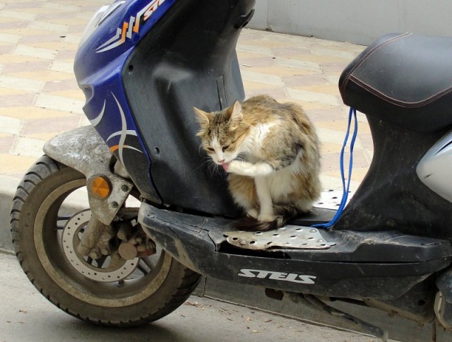 Котовторник!