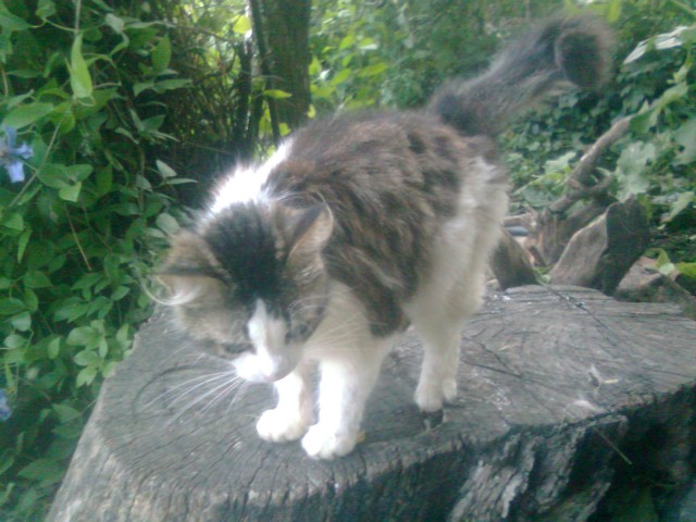 Котовторник  07.06.11