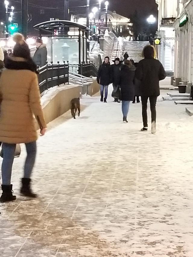 Потерялся с питбулем