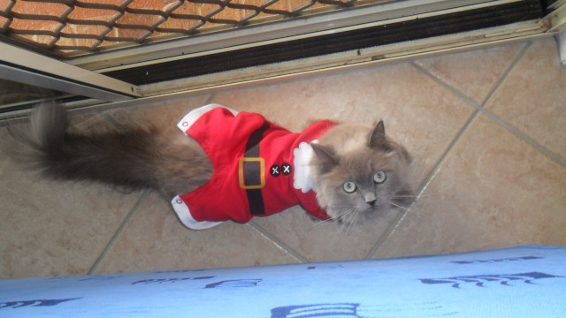 Котовторник 13.12.11 - магическе числа