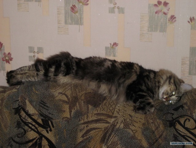 Котовторник (21.02.2012)