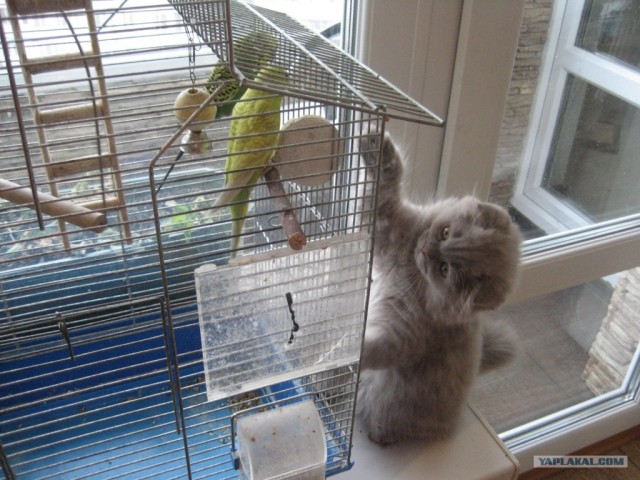 Котовторник! 13.03.2012