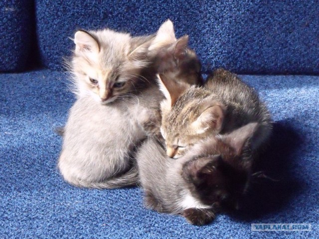Котовторник 20.03.2012