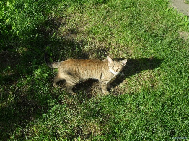 Котовторник на 26.06.12