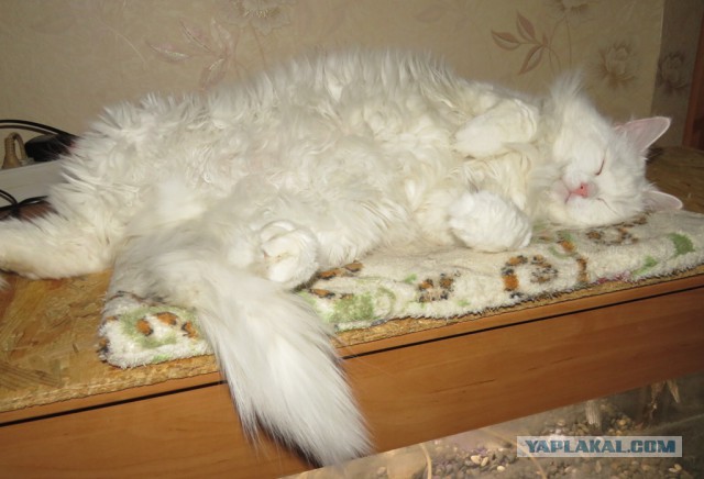 Тема про несчастного кота, в которой всем хорошим людям автор показывает сиськи!2