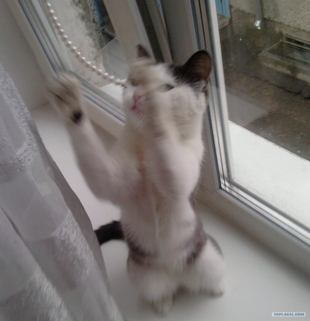 Котовторник  16.10.12