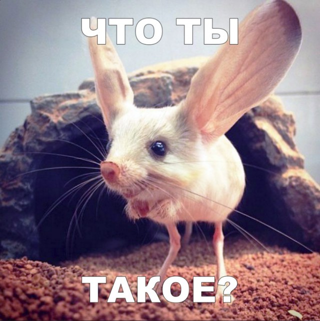 Живность из сети