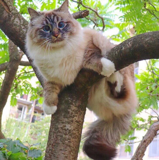 Забавные фото котеек