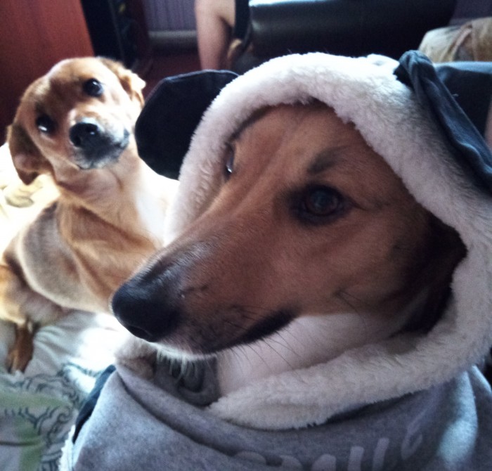 Собакочетверг. Нам сегодня 7 лет!