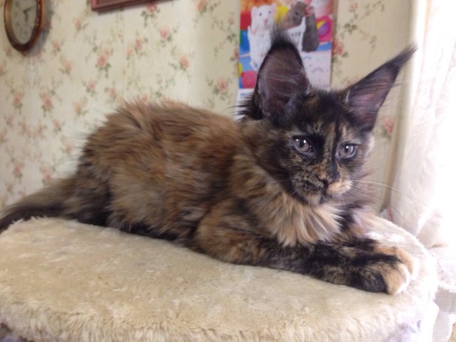 Котовторник