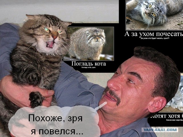 Злой кот