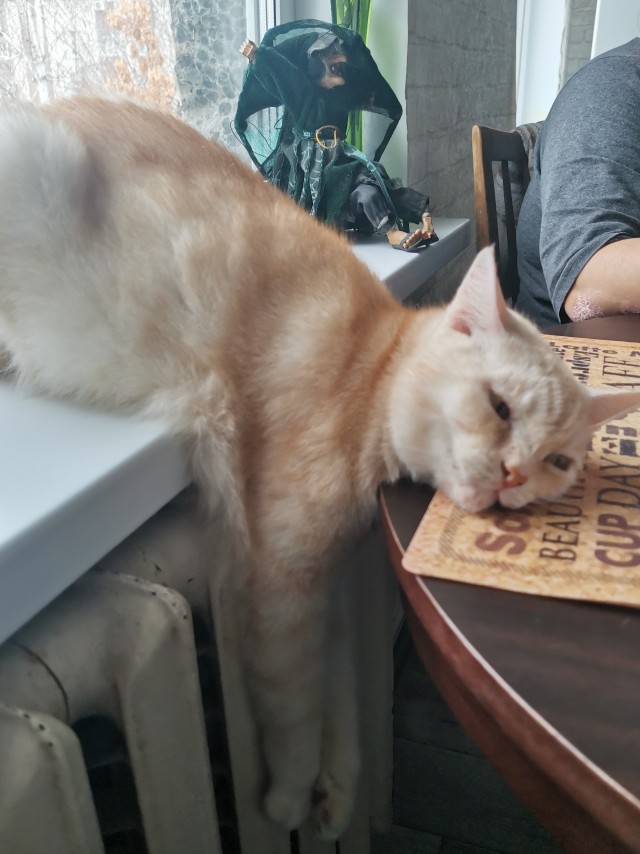 Котодед.