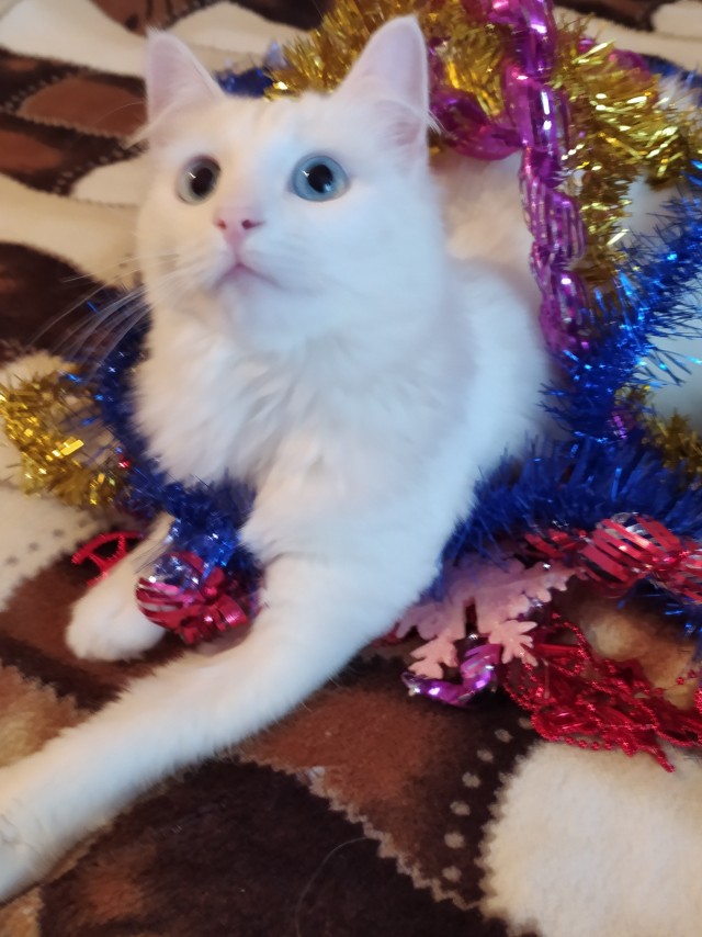 Кот, который не любит Новый год