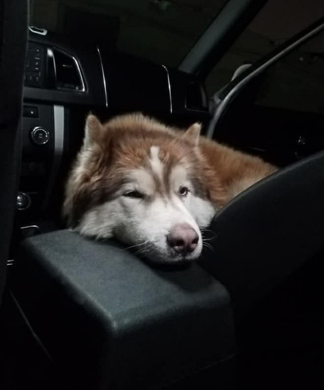 Дерзкий Хаски!