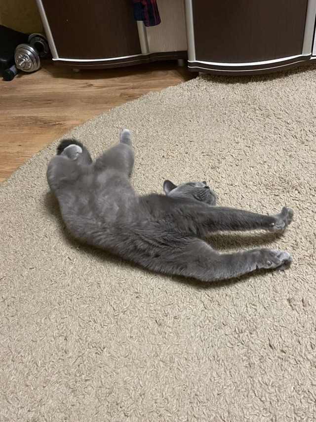 Котовторник. Добавляйте своих