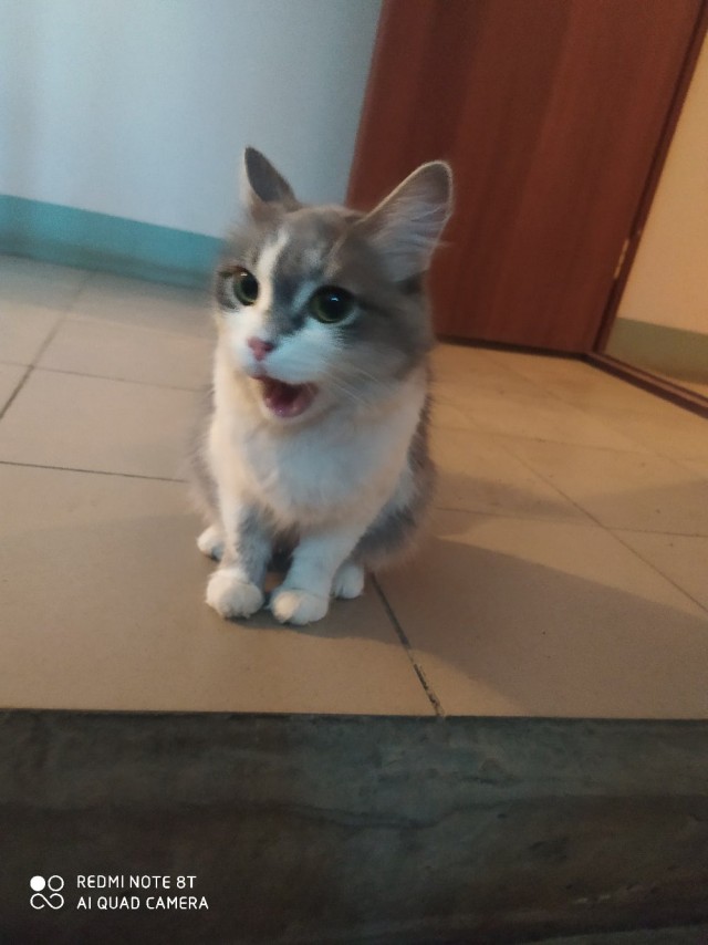 Кошки , кошечки, котяры 14.03.21