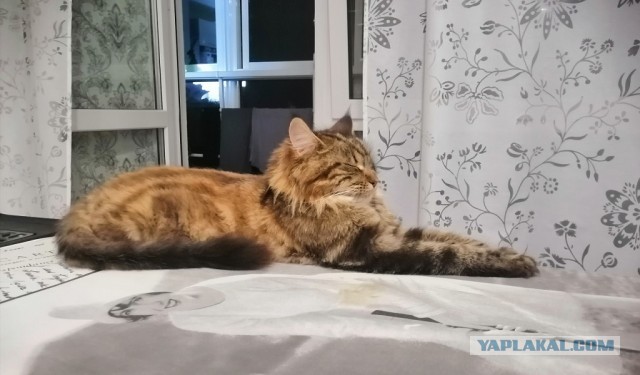 С котовторником!