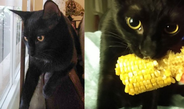 Коты в США - 3