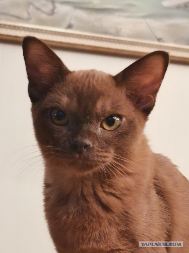 К котовторнику