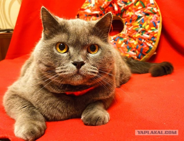 К котовторнику