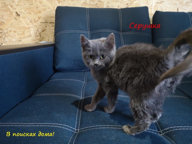 Жизнь домашнего приюта "Котоленд" 310