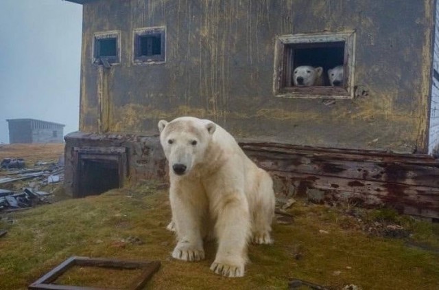 Норвежский король