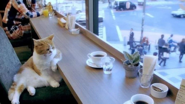 Кошка заходит в кафе...