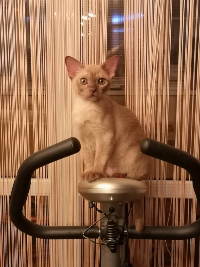 Котовторниковское