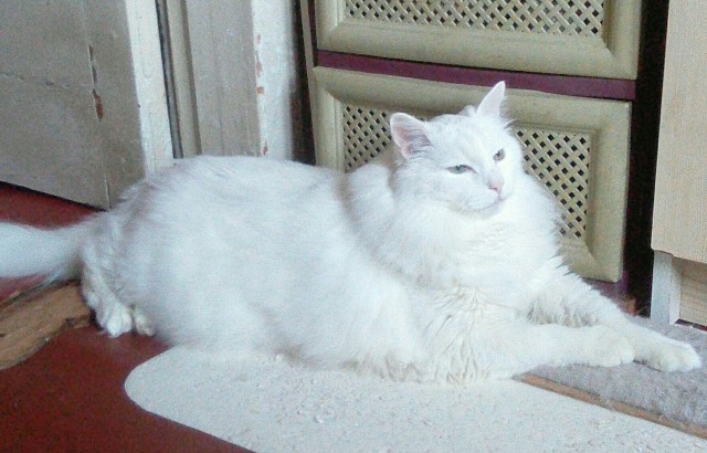 Котовторник вроде.