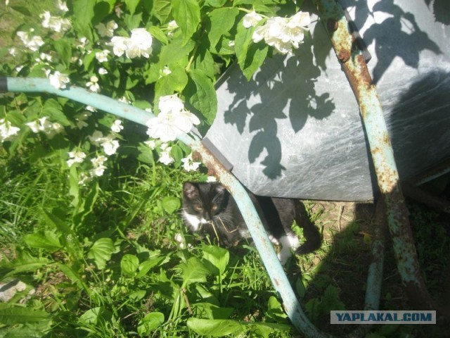 Жизнь домашнего приюта для котеек 399