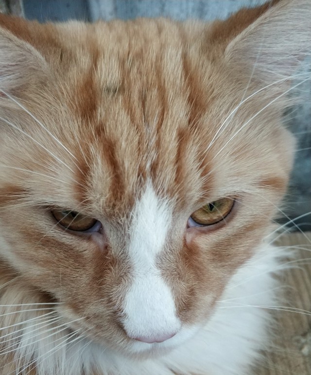 Прогнать кота невозможно