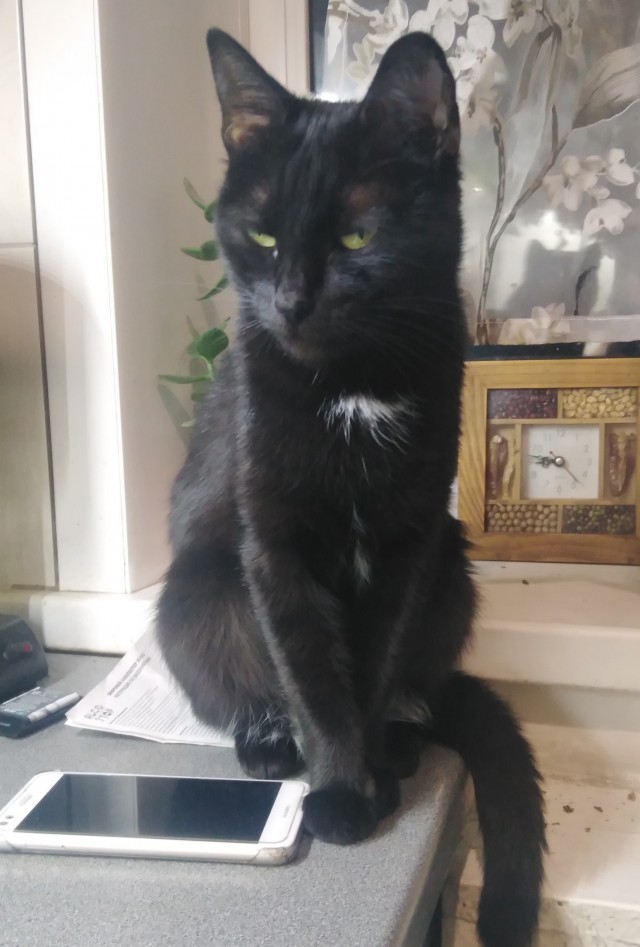 Застукал сегодня кота за нехорошим.