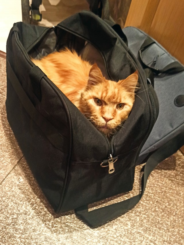 Подобрал рыжее чудо
