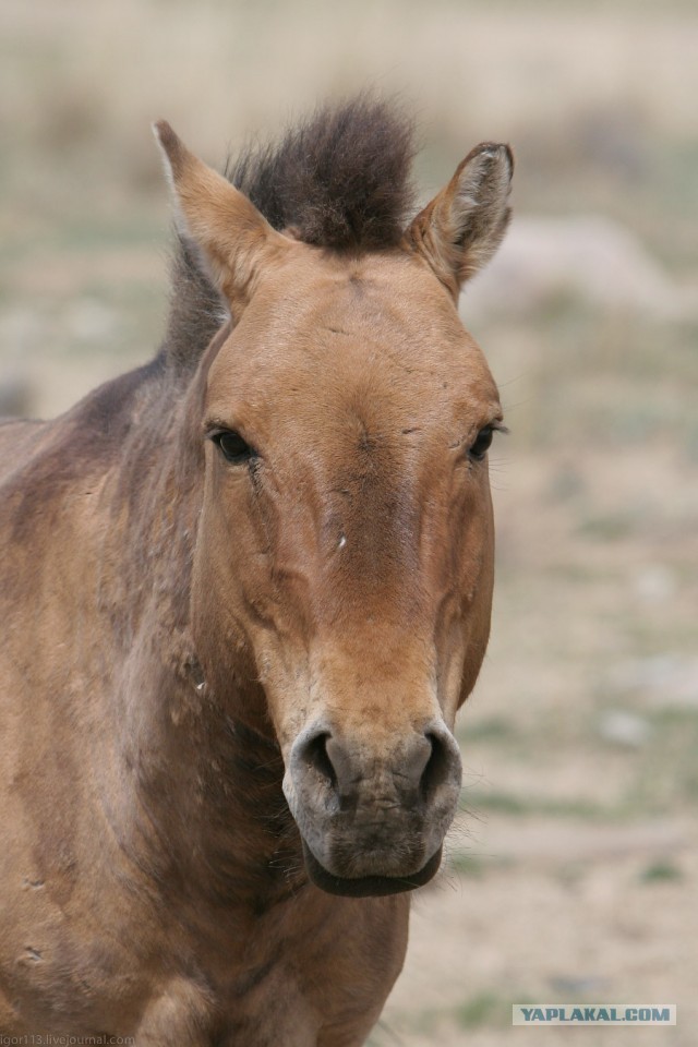 В Монголию на мотоциклах 2006