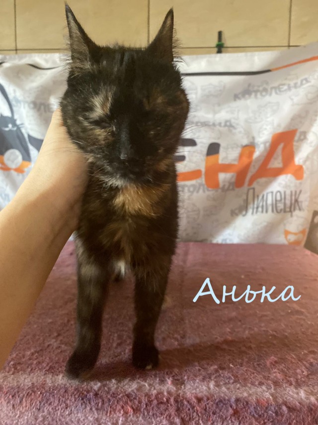 Жизнь домашнего приюта "Котоленд" 383