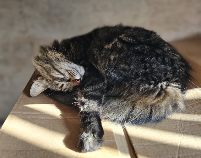 Позы для сна у кошек - что они означают?