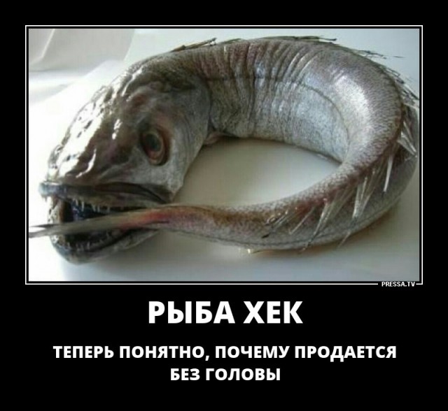 Кошмарная галлюцинация: как живет глубоководная рыба-телескоп. И еще несколько подводных "монстров"