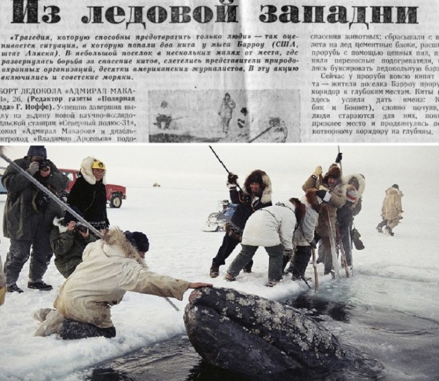 Как советские моряки помогли американским эскимосам спасти зажатых льдами серых китов