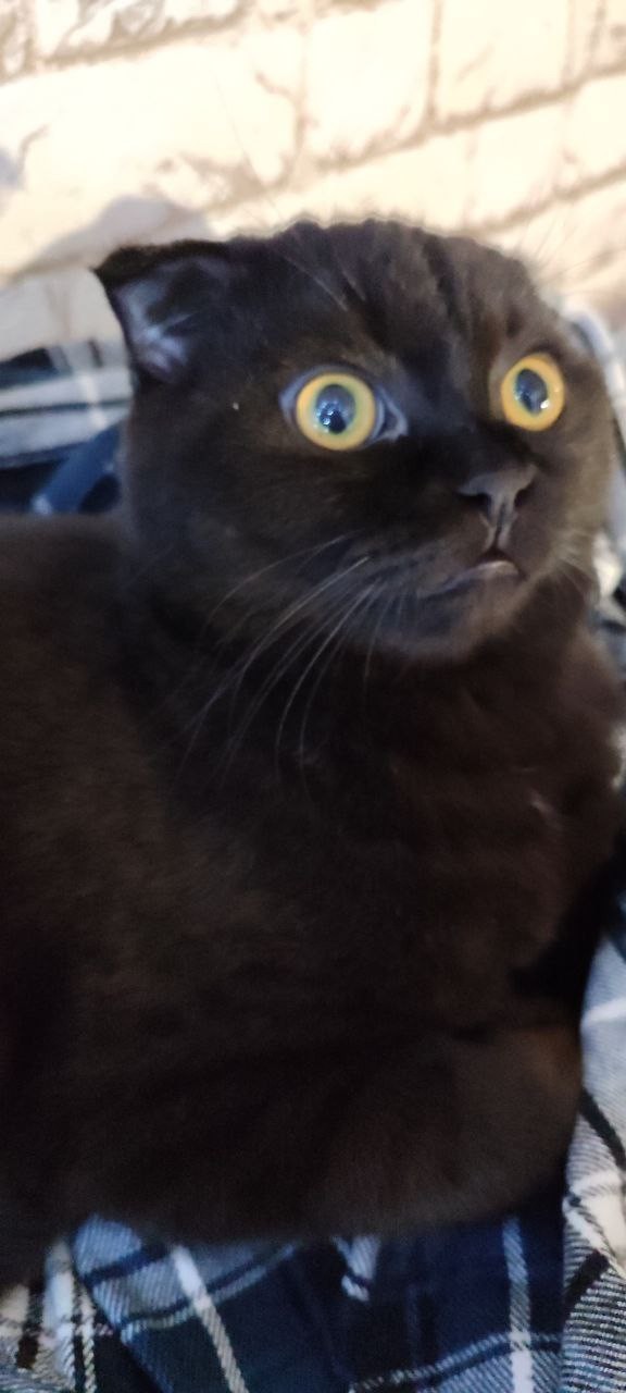 Увидел первые гирлянды в жизни