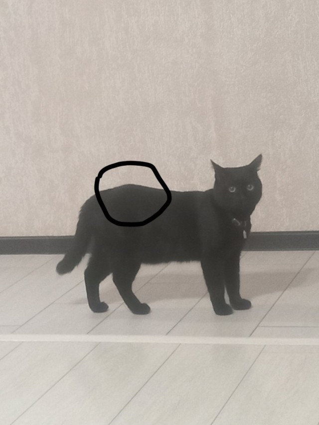Мой котяра