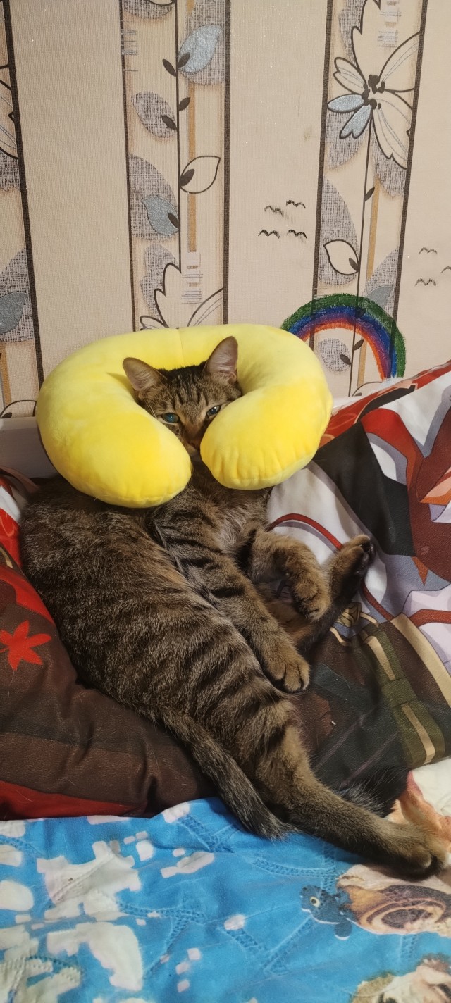 С Котовторником!