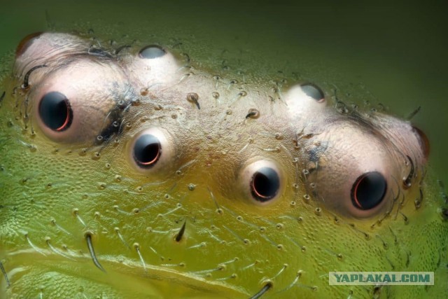 Жизнь под микроскопом: 11 победителей фотоконкурса Nikon Small World 2024