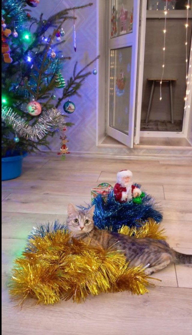 Котовторник 31.12.2024. Последний котовторник года
