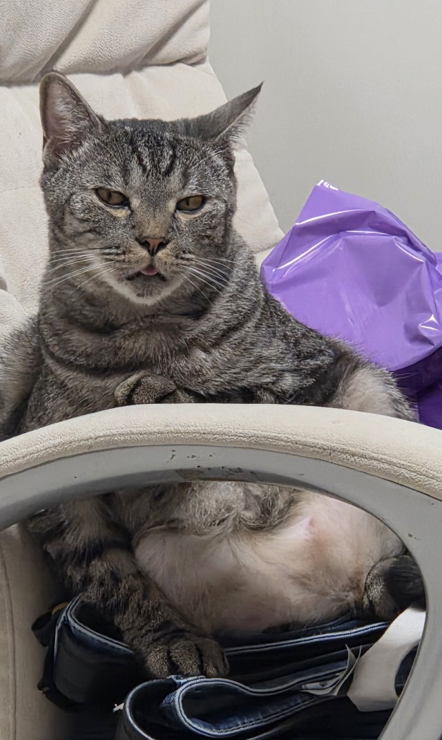 Котовторник