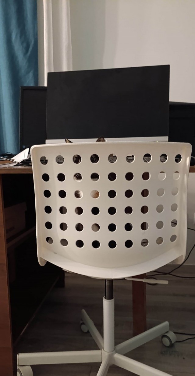 Котофторник. Найди хозяйку на фото.