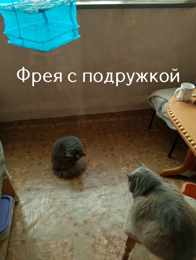 Жизнь домашнего приюта "Котоленд" 519